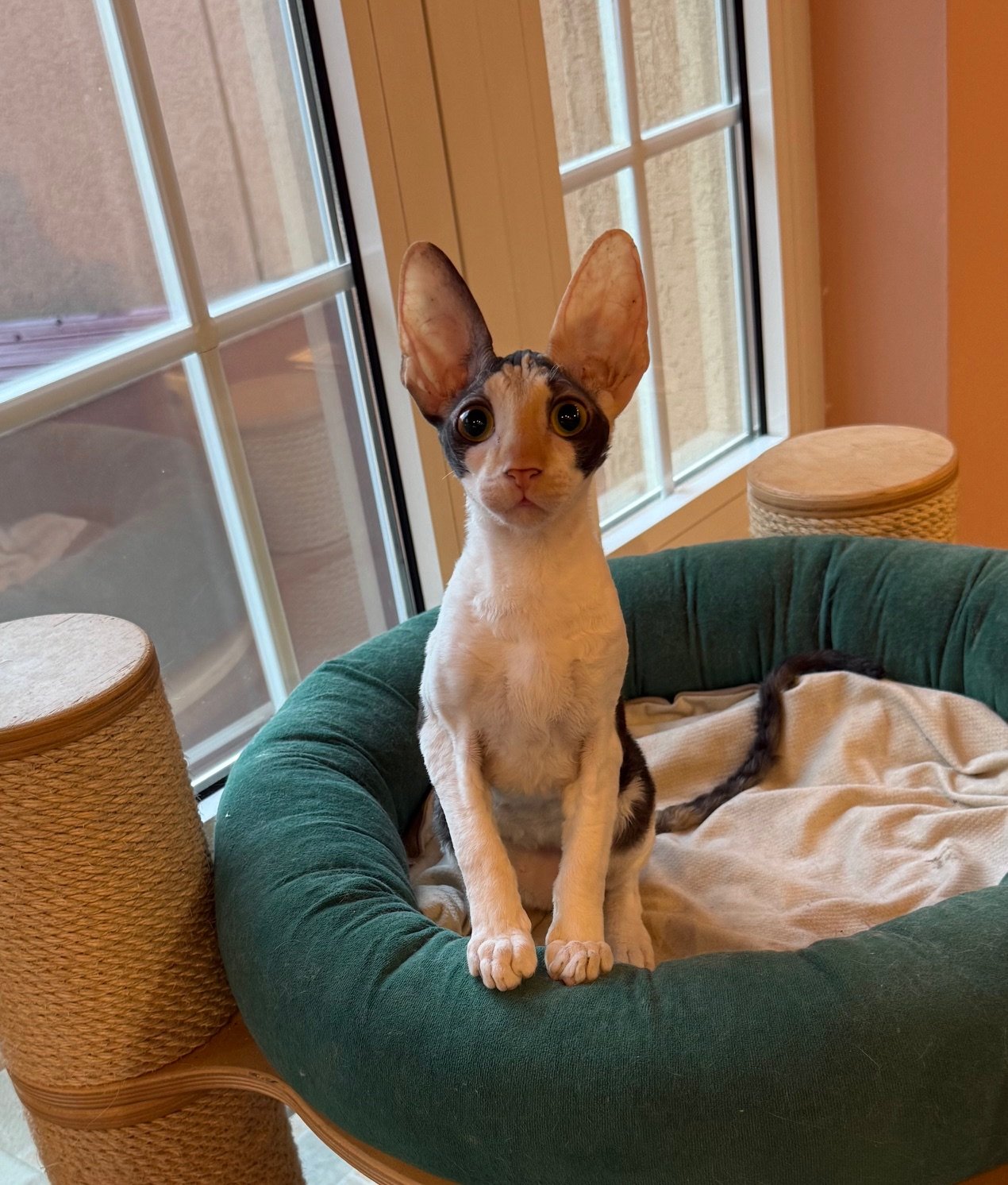 Made in Romania Born to Be a Winner, femelă Cornish Rex
