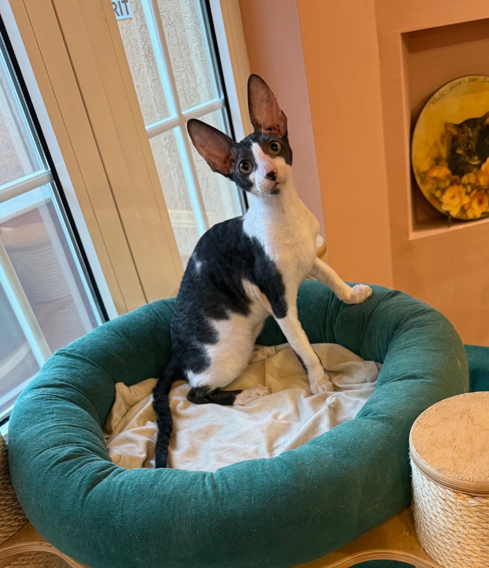 Made in Romania Silk Chiffon, mascul Cornish Rex disponibil
