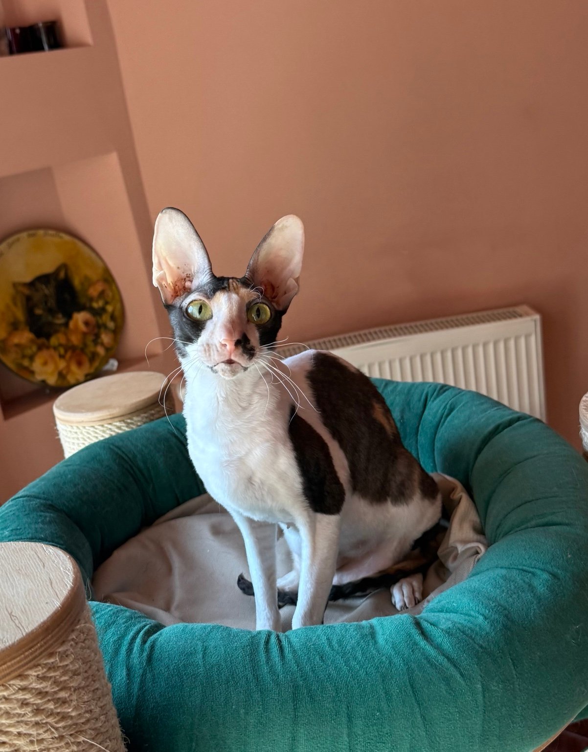 Made in Romania True Colours, femelă Cornish Rex
