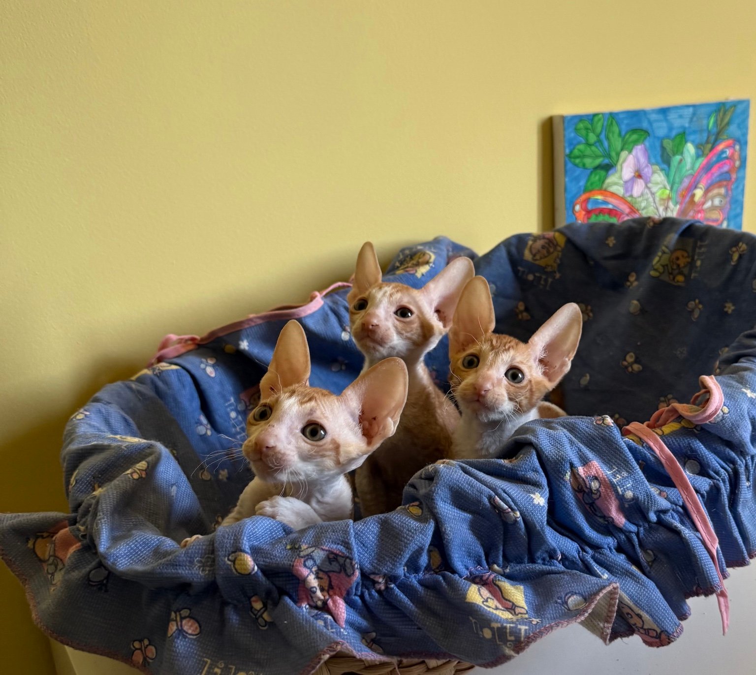 Trei pui Cornish Rex din cuibul lui Shabbymur I’m a Hero și Made in Romania True Colours